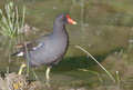 Gallinella in atteggiamento vigile